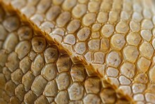 A Detailed Photograph That Provides A Close Up View Of The Intricate Pattern And Texture Of A Shed Snake Skin, A High Detailed View Of A Lizard's Skin, AI Generated