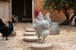 Large white rooster stands in the chicken coop yard stepping stone with beautiful feathers