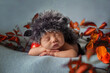 A newborn baby sleeps sweetly in a funny hedgehog hat with red leaves around it