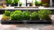 Indoor Herbal Garden in Modern Kitchen Environment