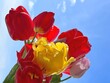 Bouquet of tulips flowers red yellow pink on blue sky.