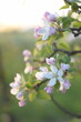 Blooming apple tree flowers closeup, apple flowers in sunlight of golden hour, vintage photo, by manual Helios lens.