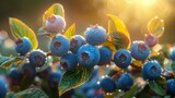 Bush with ripening blue huckleberries (Vaccinium corymbosum)