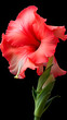 Stunning Gladiolus: A Close-Up Encounter with Nature's Radiant Bloom in the Tranquility of a Morning Garden