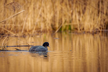 Coot Swimming In The Lake.