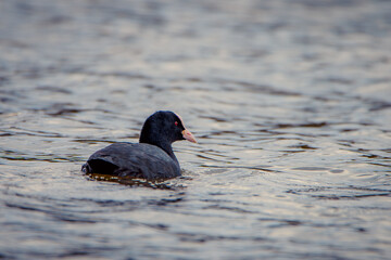 Wall Mural - Coot swimming in the lake.