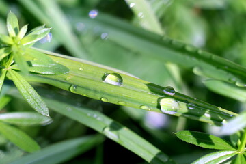 Wall Mural - dew on a grass