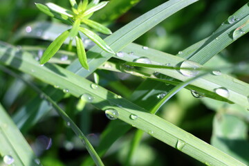 Wall Mural - dew on a grass