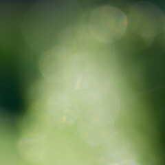 Wall Mural - Blurred green grass in the meadow.