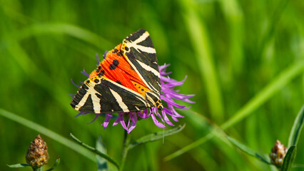 Wall Mural - One butterfly collects nectar on a purple flower.