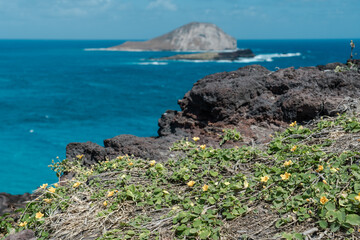 Wall Mural - Sida fallax at Makapuu lookout,  yellow ilima or golden mallow,Hibiscus family, Malvaceae, the flower for the islands of Oʻahu, Hawaiʻi,