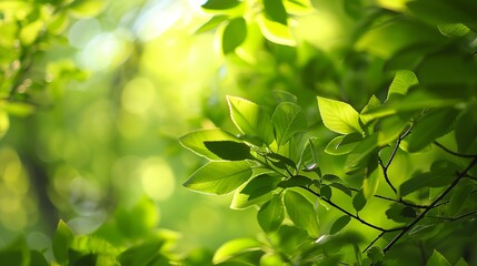 Canvas Print - a close up of a tree with leaves on it's branches and sunlight