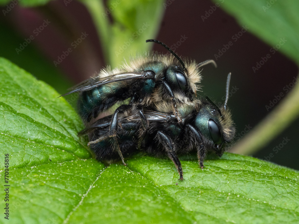 Stock-Foto „Blue Orchard Mason Bees, Osmia lignaria, Mating. Male on ...