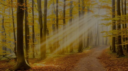 Poster -  A path in the woods lit by sunlight filtering through the treetops