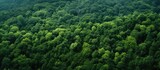 Fototapeta  - An aerial view of a dense forest filled with terrestrial plants, trees, and lush greenery, creating a beautiful natural landscape