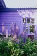 Lupinus purple flowers in a rural garden grow near the old wooden house building with a porch. 