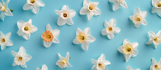 Wall Mural - White daffodils arranged on a pale blue background with space for text. Spring floral concept suitable for invitations, stationery design, or gentle seasonal greetings.
