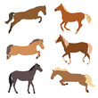 A set of vector illustrations of horses in motion. The theme of equestrian sports, training and animal husbandry. Isolated on a white background
