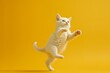 Cute playful kitten jumping on sunny yellow background