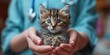 Little fluffy kitten in hands of veterinarian doctor in medical white cat with a stethoscope