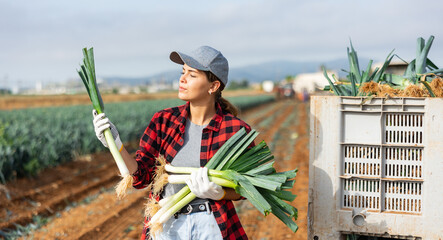 Wall Mural - Focused young female horticulturist standing at farm field with bundle of freshly picked organic leeks, inspecting vegetable stalks during harvest