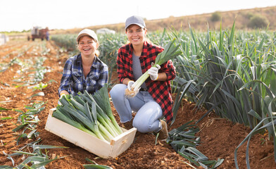 Wall Mural - Two cheerful female agricultural workers sitting with box of freshly picked organic leek at farm field during harvest on summer day..