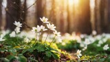 Fototapeta  - Beautiful white primroses in spring in the forest close-up in sunlight in nature. Spring forest landscape with blooming white anemones and trees. 