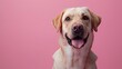 Labrador dog on a pastel pink background