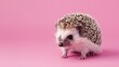 A hedgehog on a pastel pink background