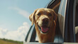 happy dog with head outside window of a running car