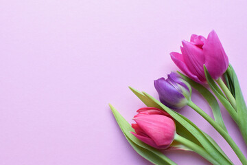 Wall Mural - Bouquet of colorful spring tulips for Mother's Day or Women's Day on a  pink background.  Copy space