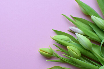 Wall Mural - Bouquet of green tulip buds on a pink background. Copy space.