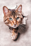 Fototapeta Las - Bengal Cat Burst through Paper