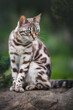 Rare Sepia Bengal Cat