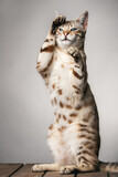 Fototapeta Las - Snow Bengal Cat standing up