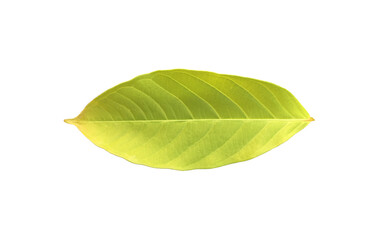 Wall Mural - isolated green leaves of lagerstroemia speciosa or queen crepe myrtle on white background with clipp