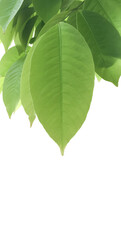 Wall Mural - isolated green leaves of lagerstroemia speciosa or queen crepe myrtle on white background with clipp