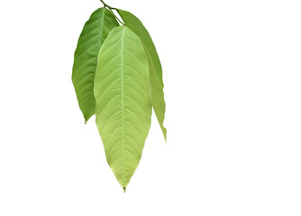 Wall Mural - isolated green leaves of lagerstroemia speciosa or queen crepe myrtle on white background with clipp