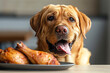 A Labrador dog that is chubby, adorable, and fluffy, staring at a fried chicken drumstick while drooling, sticking out its tongue, making a funny face, moving in an exaggerated manner.