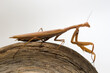European Praying Mantis - European Mantis (Mantis religiosa) brown specimen waiting for prey. Sassari, Sardinia, Italy