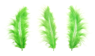 Sticker - Beautiful green feathers isolated on white, set