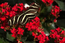 Zebra Longwing Butterfly, Heliconius Charithonia, On Red Flowers, Phoenix, Arizona.