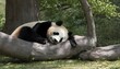 A Giant Panda Napping In The Shade Of A Tree