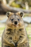 Fototapeta Zwierzęta - A delightful close-up of a smiling quokka with a friendly expression
