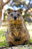Fototapeta Zwierzęta - A delightful close-up of a smiling quokka with a friendly expression