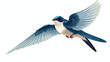 Swallow or Martin as Passerine Bird with Long Point