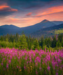 © Andrew Mayovskyy - Majestic summer sunrise in mountains walley with pink flowers. Amazing morning view of Carpathian mountains with blooming angustifolium flower, Ukraine, Europe. Beauty of nature concept background..