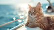 Cute fluffy cat swimming on a luxury yacht deck against sea water on a bright sunny summer day