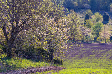 Canvas Print - Blossoming cherry trees by a green field in spring