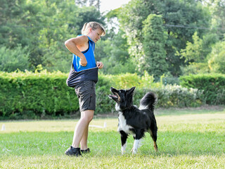 Wall Mural - obedience training with a border collie